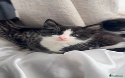 Mixed Breed cats for sale: Adorable 6 week Kittens Looking for Loving Homes! - Image 6