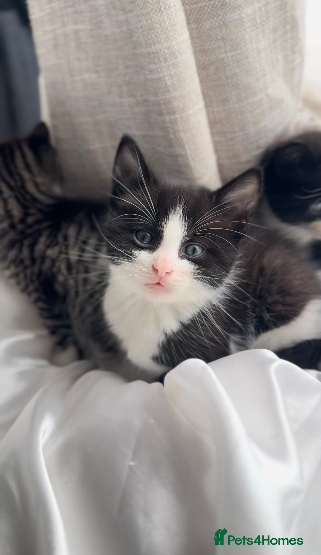 Mixed Breed cats for sale: Adorable 6 week Kittens Looking for Loving Homes! - Image 6