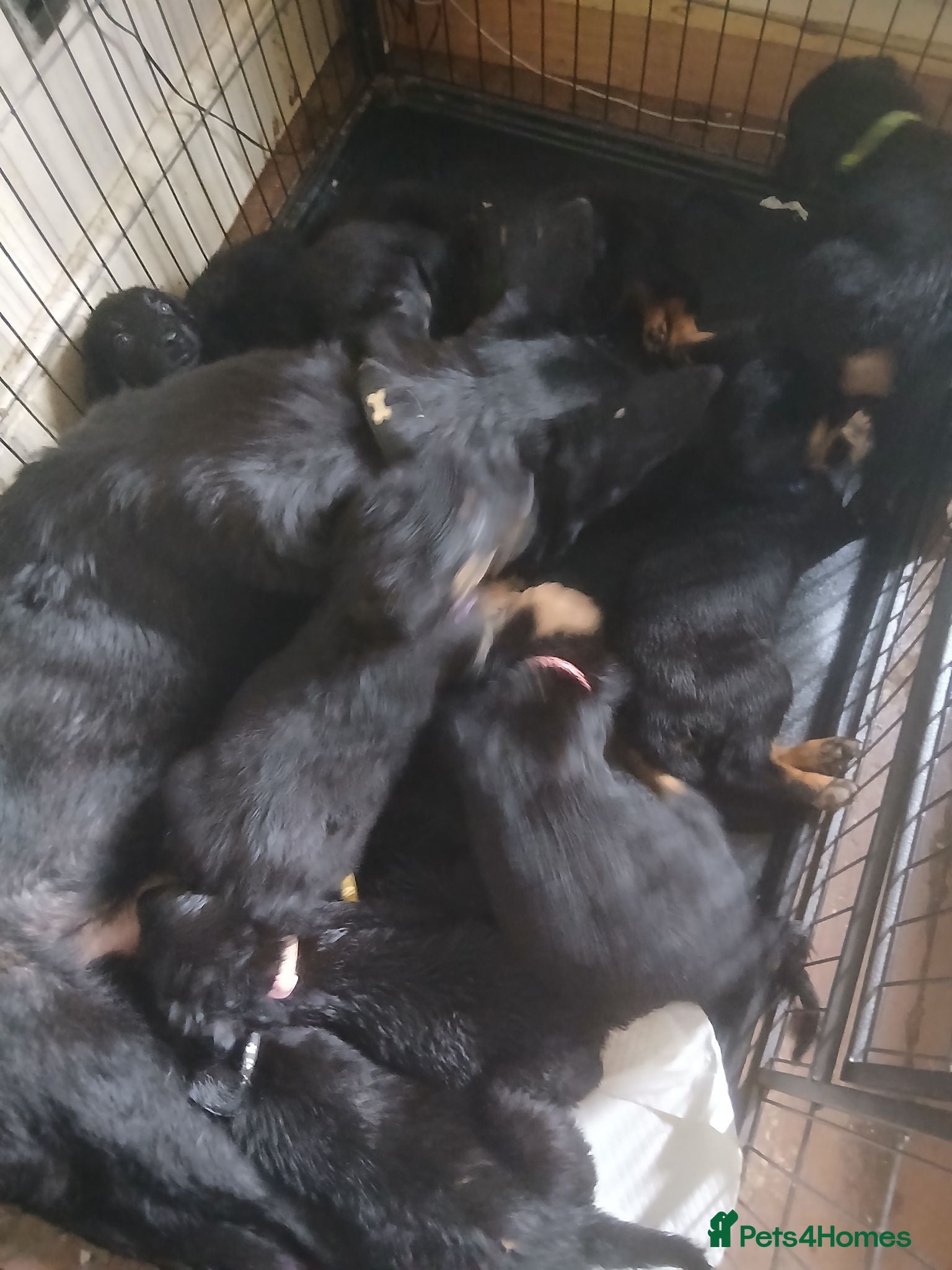 Mixed Breed dogs for sale: Shepweiler puppies  - Advert 1