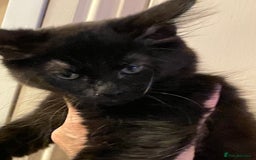 Maine Coon cats for sale: Maine coon  - Image 7