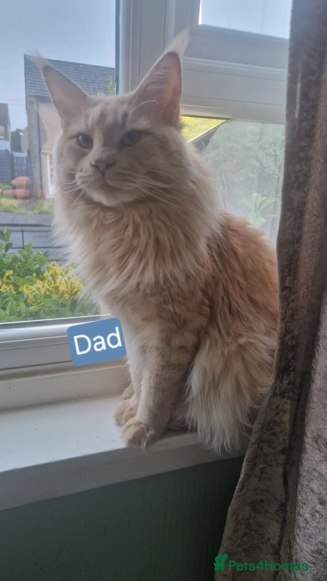 Maine Coon cats for sale: PURE BREED MAINE COON KITTENS AVAILABLE - Advert 9