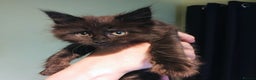 Maine Coon cats for sale: Adorable Maine Coon kittens in Manchester  - Advert 13