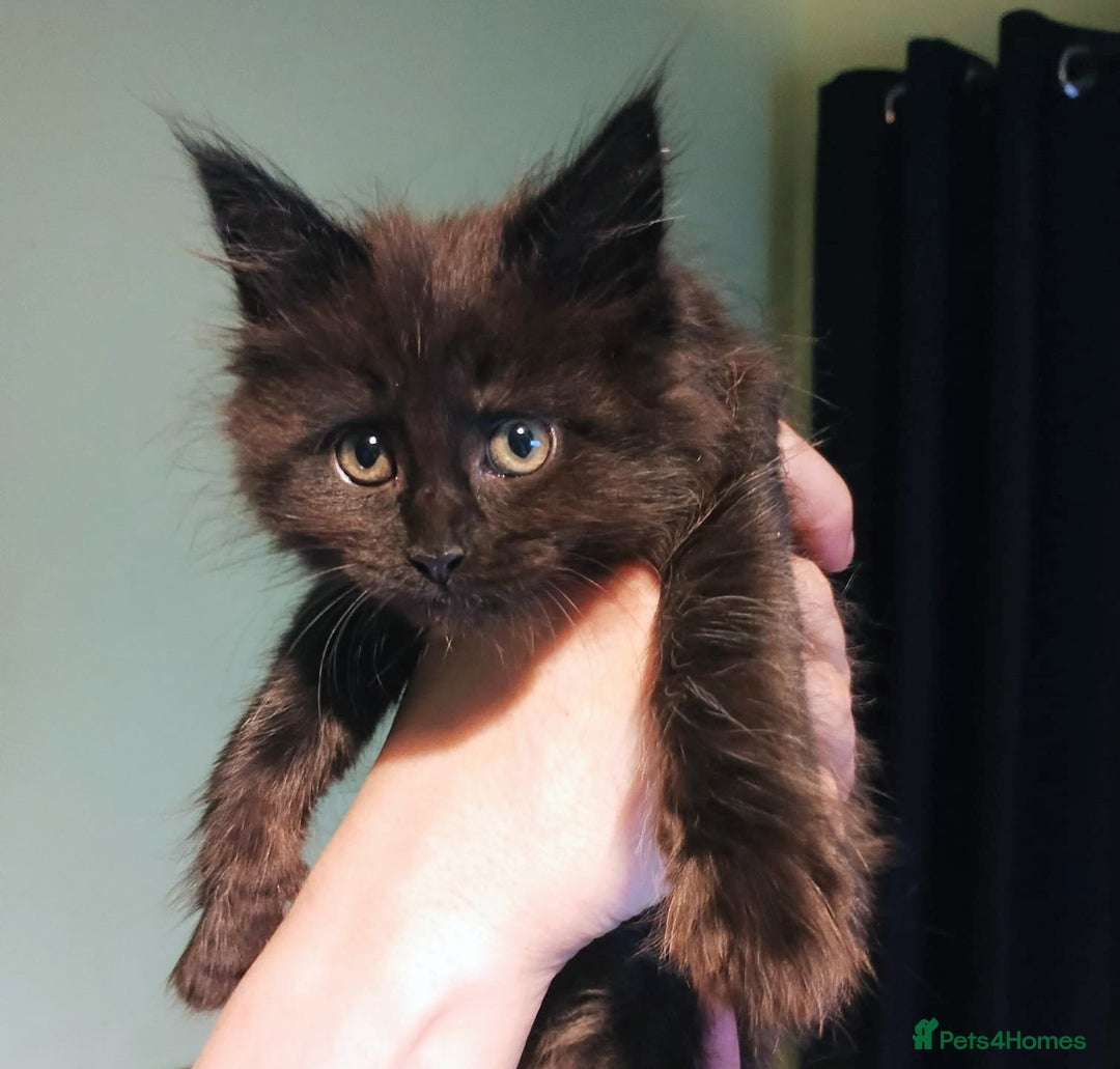 Maine Coon cats for sale: Adorable Maine Coon kittens in Manchester  - Advert 13