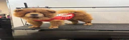 Chow Chow dogs for sale: Gorgeous chow chow 😍 - Advert 2
