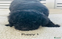 Toy Poodle dogs for sale: Pure Black Toy Poodles Puppies £700  - Image 5