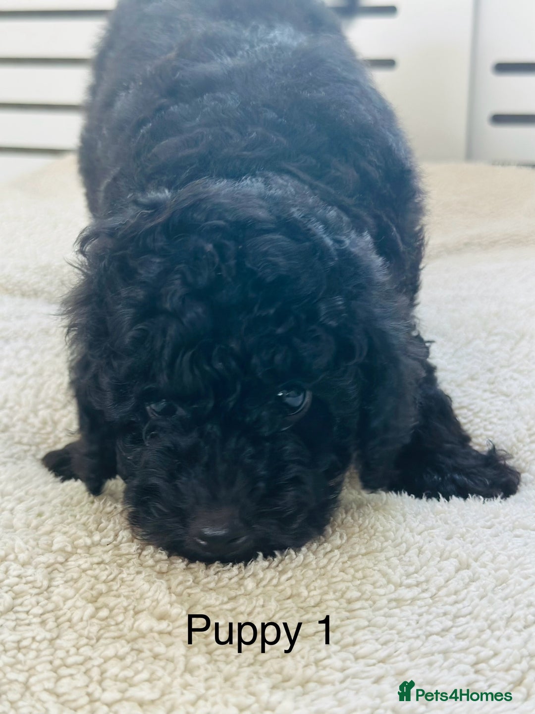 Toy Poodle dogs for sale: Pure Black Toy Poodles Puppies £700  - Image 5