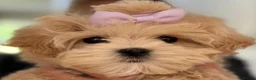Maltipoo dogs for sale: Smallest maltipoos (read description) - Advert 29