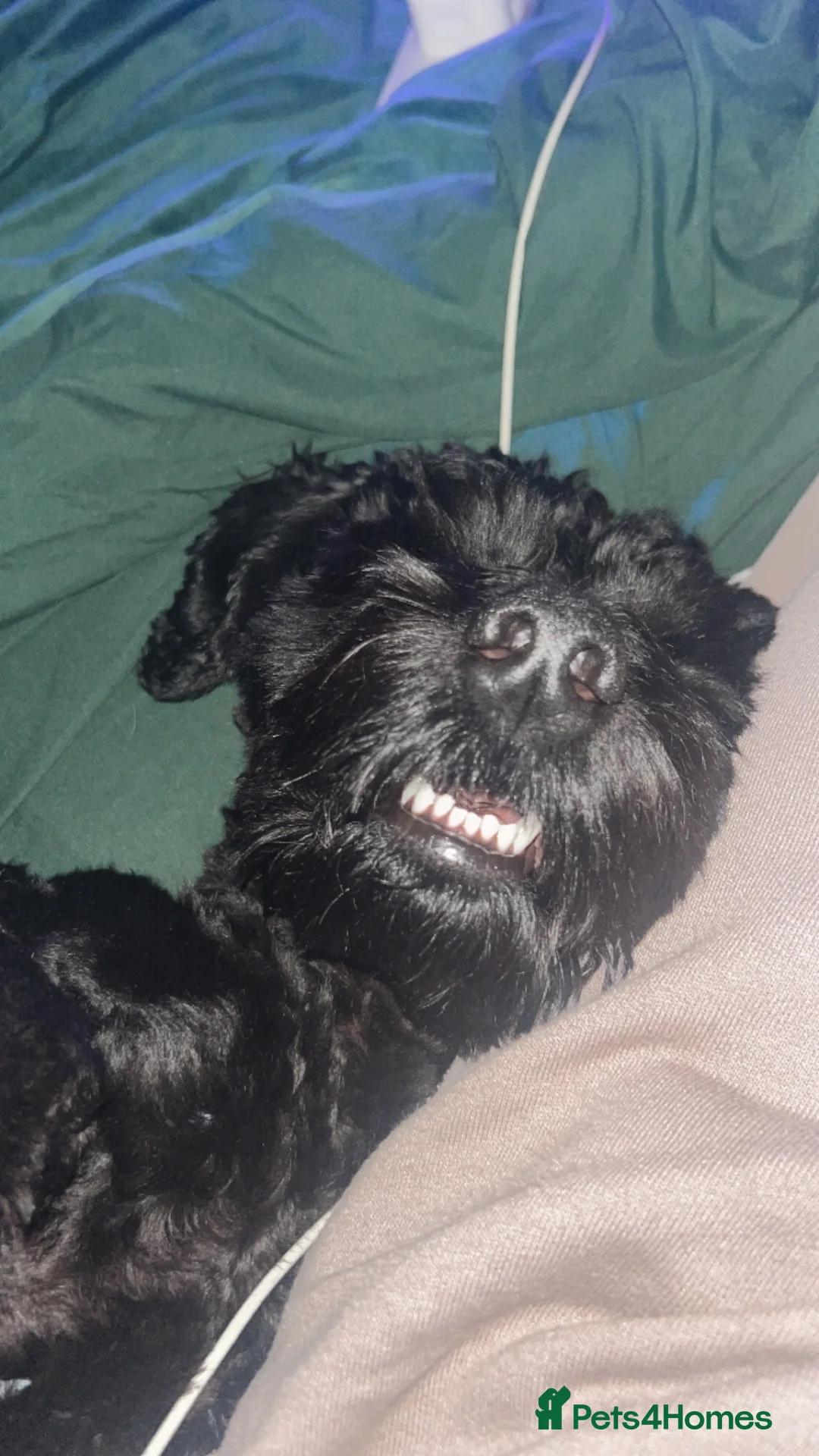 Cockapoo dogs for stud: Beautiful natured cockapoo for stud - Advert 10