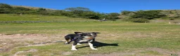 Mixed Breed dogs for sale: Peach ♥️🍑  9 month old Collie Kelpie Cross - Advert 6