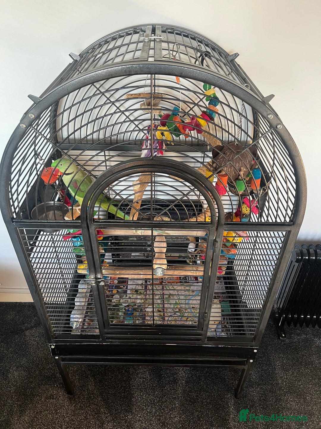 Parrots birds for sale: Male Alexandrian 1 year - Advert 5