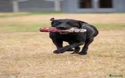 Labrador Retriever dogs for stud: KC Reg, DNA Clear, 0/0 Hips, Produces Chocolate in March - Image 3