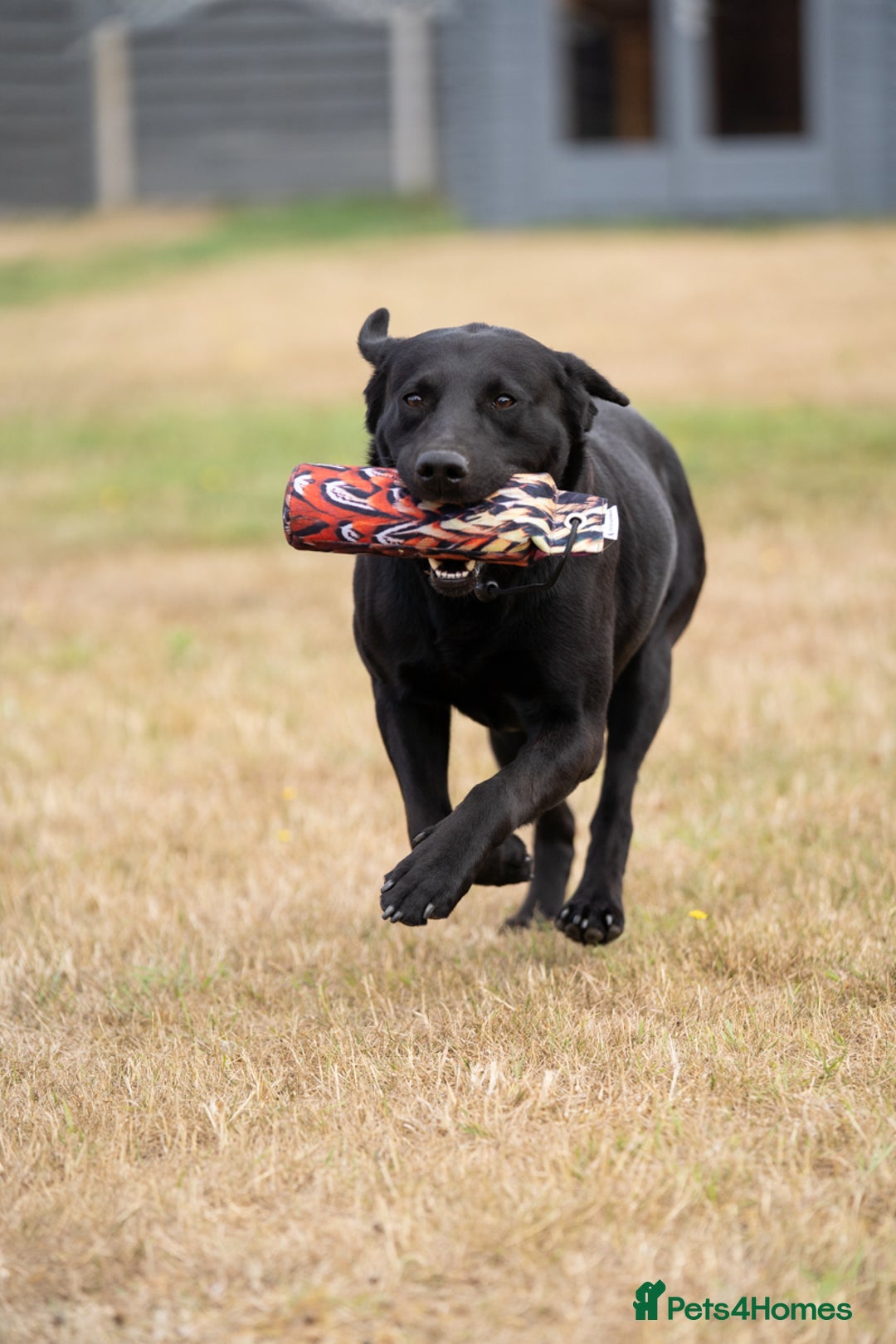 Labrador Retriever dogs for stud: KC Reg, DNA Clear, 0/0 Hips, Produces Chocolate in March - Image 3