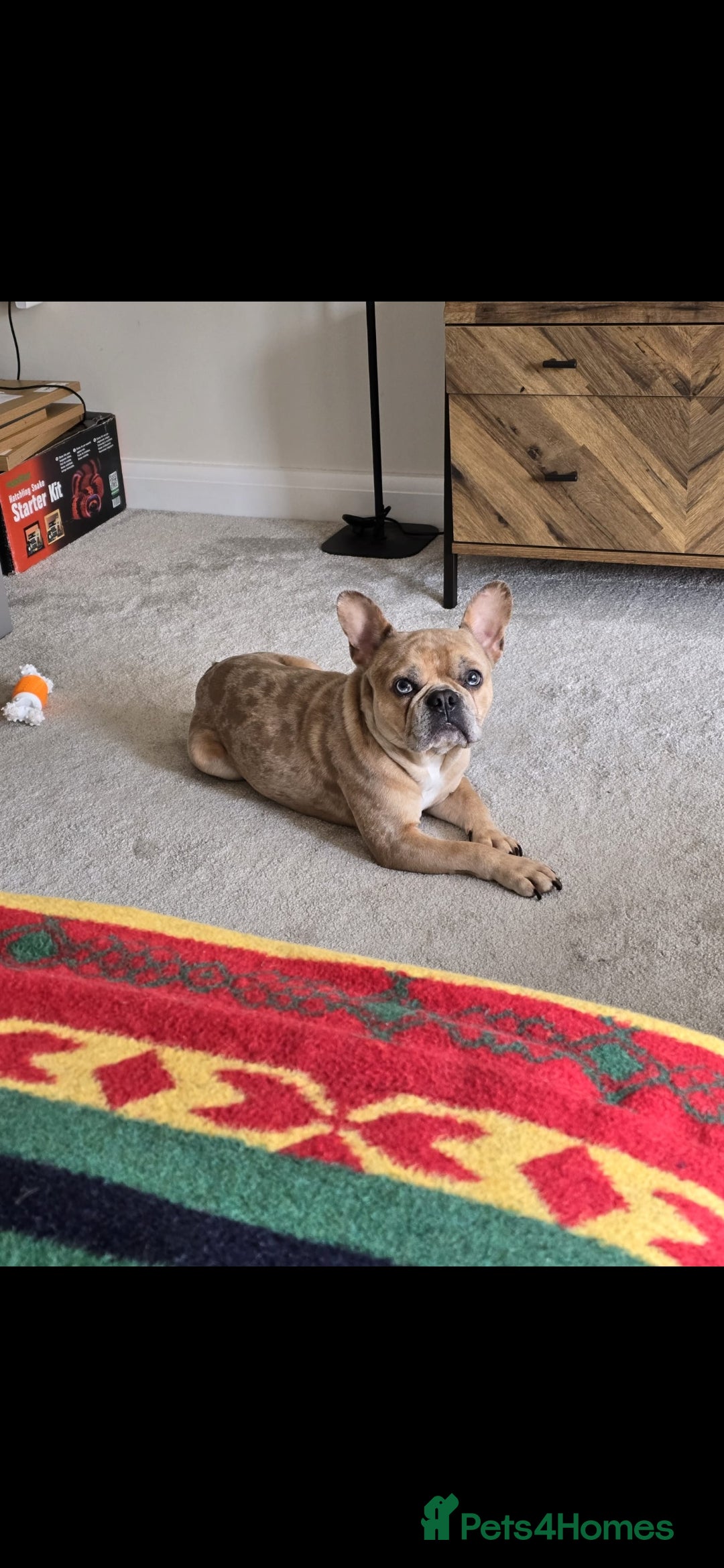 French Bulldog dogs for sale: Oreoo - Advert 1