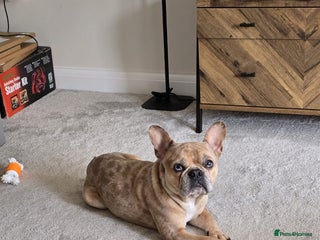 French Bulldog dogs Oreoo - Advert 9