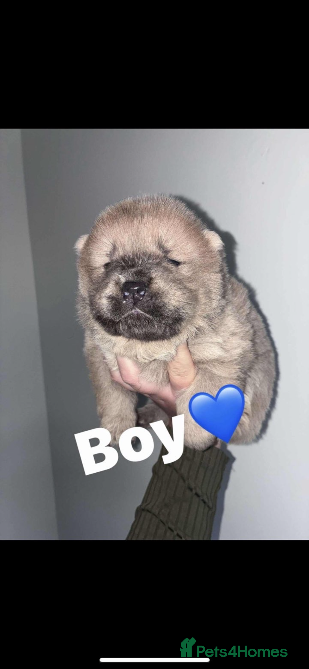 Chow Chow dogs for sale: Chow chow puppies - Advert 9