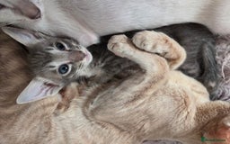 Siamese cats for sale: Siamese and Oriental Kittens  - Image 6
