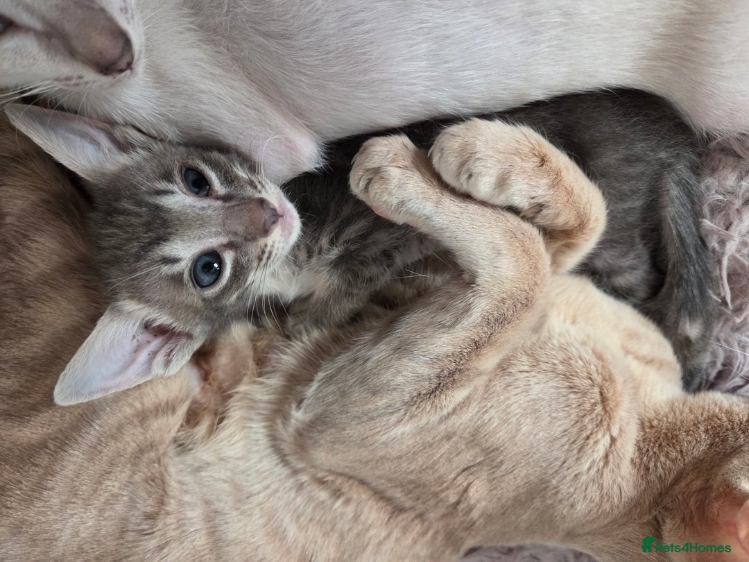 Siamese cats for sale: Siamese and Oriental Kittens  - Image 6