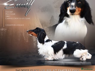 Miniature Dachshund dogs in Rochford - Advert 4