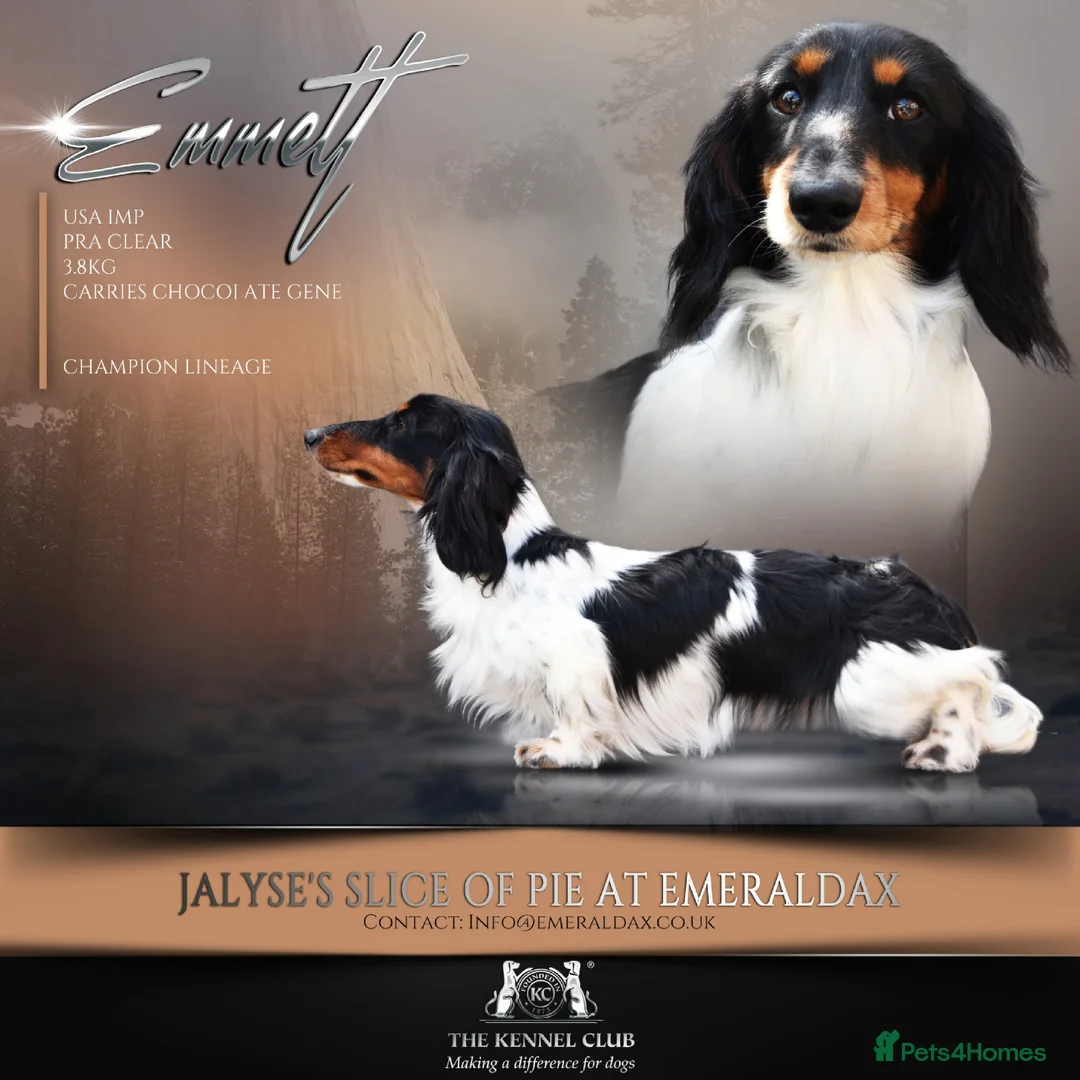 Miniature Dachshund dogs for stud: Miniature Black and Tan Piebald Stud in Rochford - Advert 1