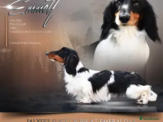 Miniature Dachshund dogs Miniature Black and Tan Piebald Stud in Rochford - Advert 12