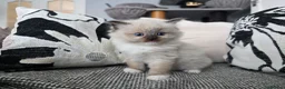 Ragdoll cats for sale: GCCF REGISTERED RAGDOLL KITTENS  - Advert 23