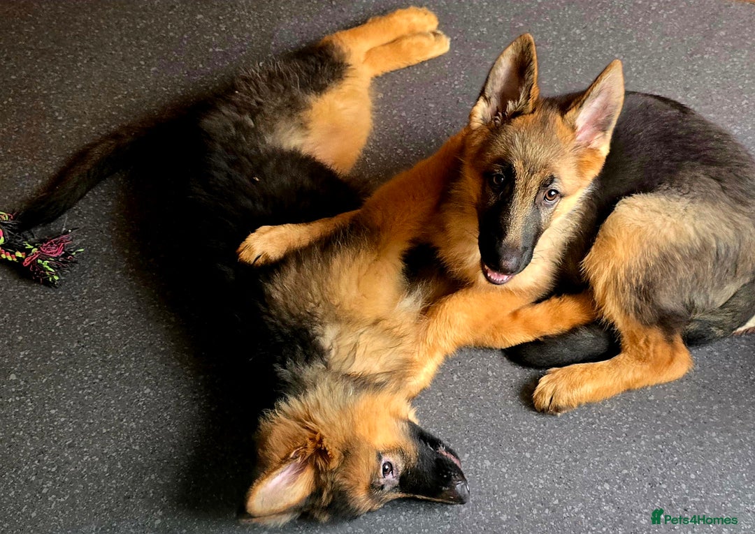 German Shepherd dogs for sale: KC REGISTERED GERMAN SHEPHERD PUPPIES (last puppy) - Advert 14