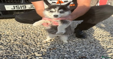Pomsky dogs - Advert 16