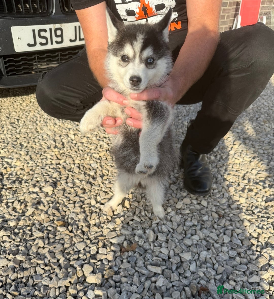 Pomsky dogs for sale: Beautiful F4 blue eyed Pomsky puppies  - Image 2