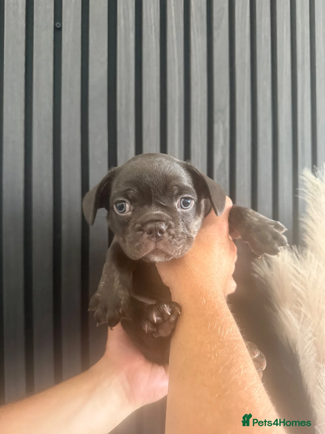 French Bulldog dogs for sale: French Bulldog  in Dundee - Advert 10