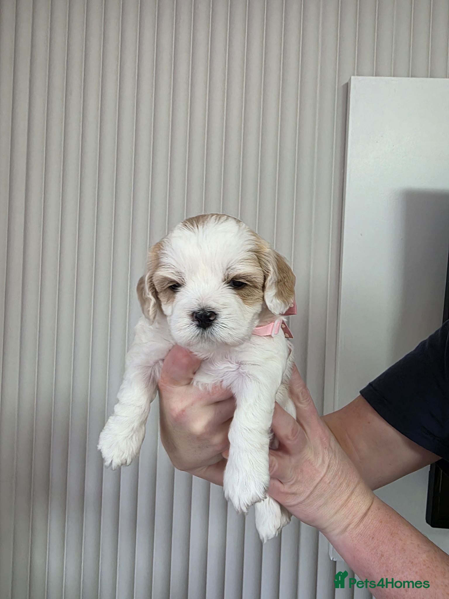 Mixed Breed dogs 4 beautiful pups for sale - Advert 5