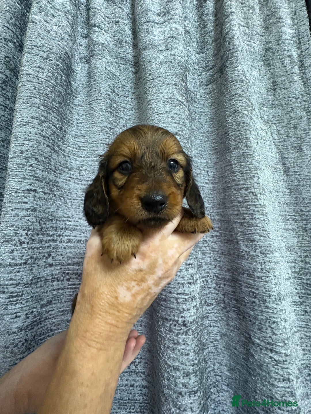 Miniature Dachshund dogs for sale: Amazing Champ Bloodlines Mini Dachshunds ✨ - Image 7