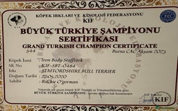 Staffordshire Bull Terrier dogs for stud: TRUSTED 5⭐️Licensed & Registered. GRAND CHAMPION🏆 in Wisbech - Image 3