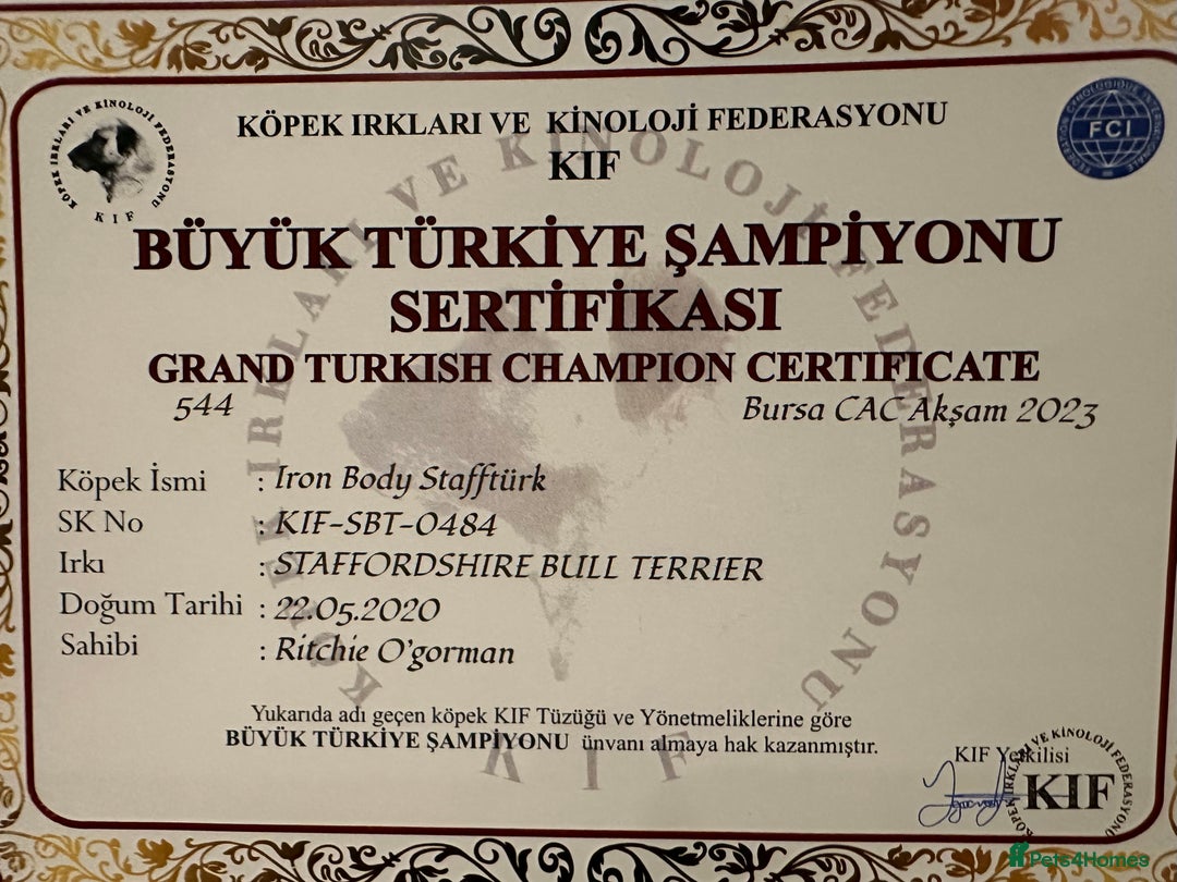 Staffordshire Bull Terrier dogs for stud: TRUSTED 5⭐️Licensed & Registered. GRAND CHAMPION🏆 in Wisbech - Image 3