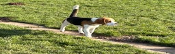 Beagle dogs for sale: 8 month old sweet natured  - Advert 5