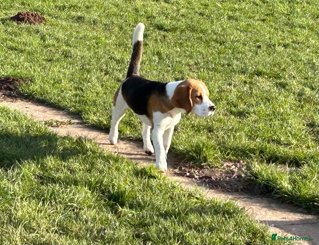 Beagle dogs for sale: 8 month old sweet natured  - Advert 5