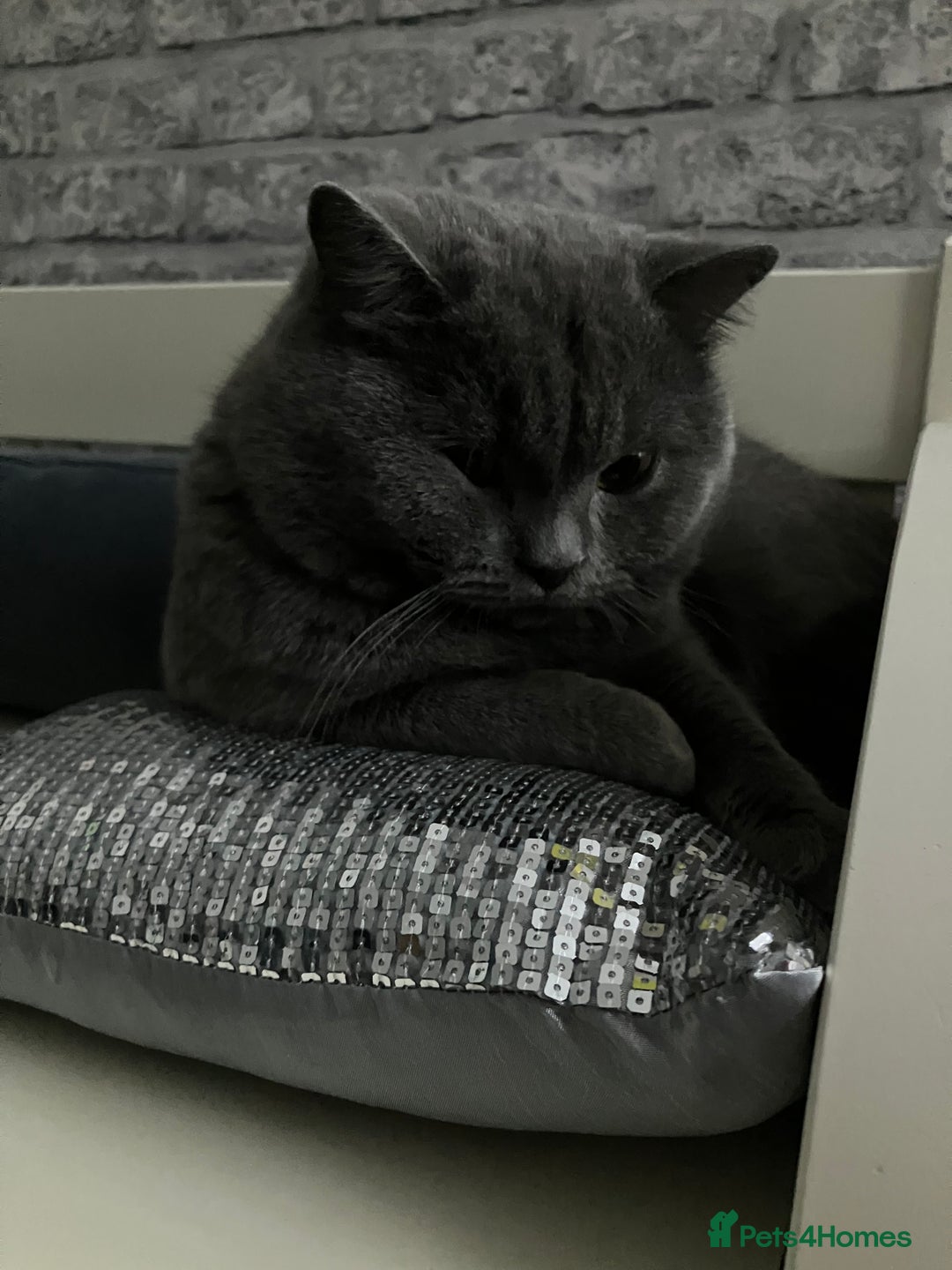 British Shorthair cats for stud: 🩵 British shorthair 🩵 - Advert 2