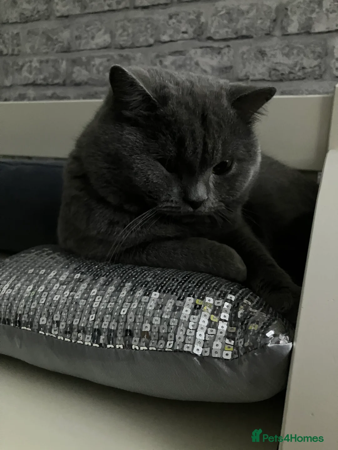 British Shorthair cats for stud: 🩵 British shorthair 🩵 - Advert 4