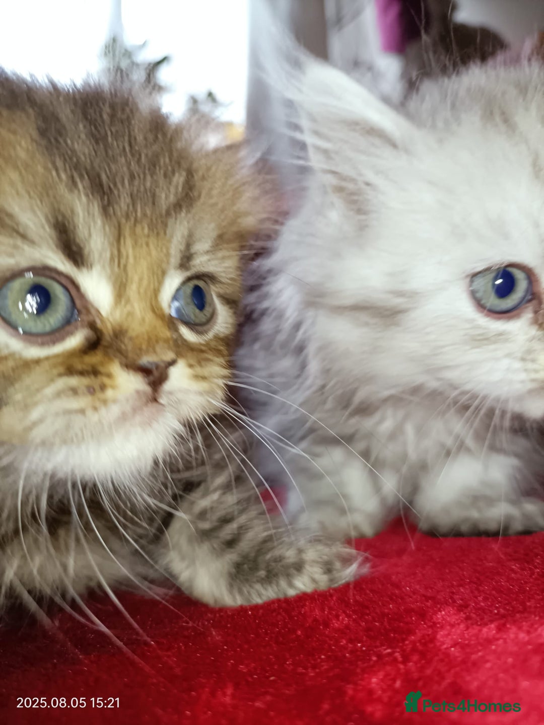 Persian cats for sale: Amazing Persian kittens  - Image 22