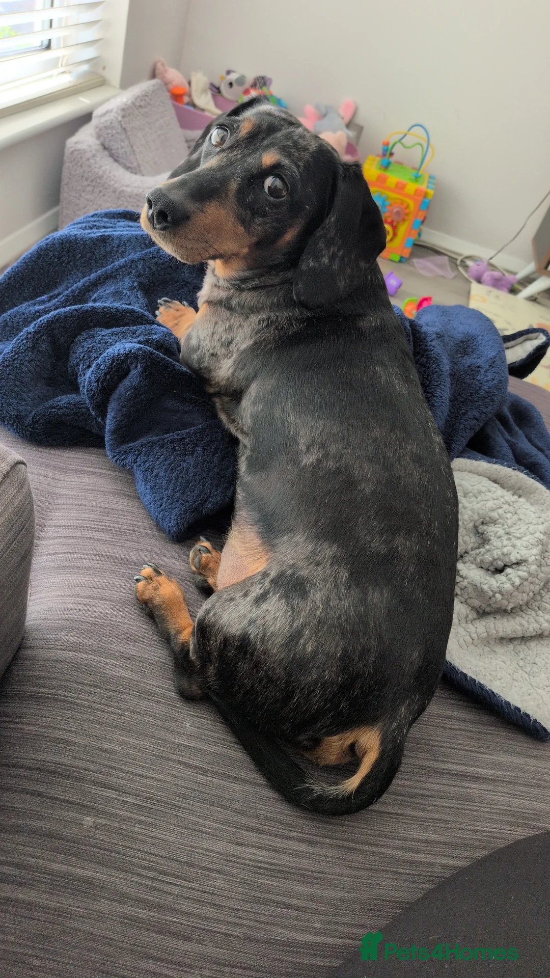 Miniature Dachshund dogs for sale: Ralphy miniature silver dapple dachshund  - Advert 2