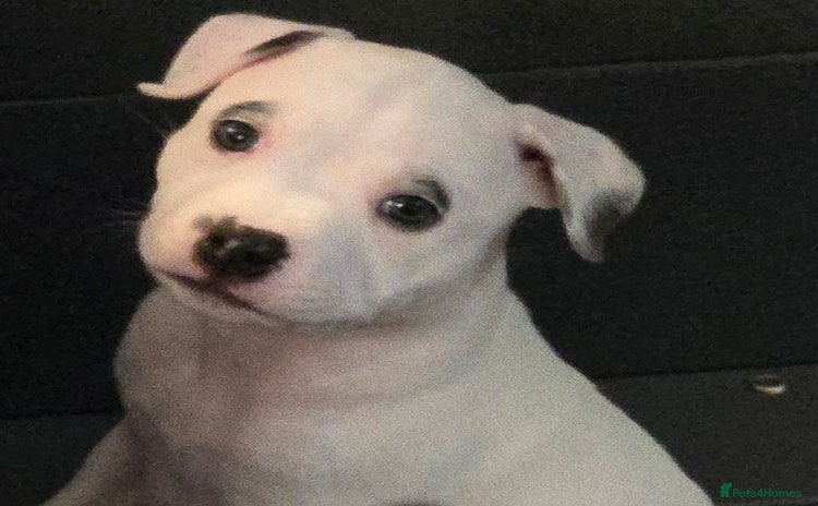 Staffordshire Bull Terrier dogs - Advert 3