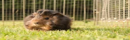 Guinea Pig rodents for sale: Baby Guinea Pigs for sale in Chichester - Advert 3