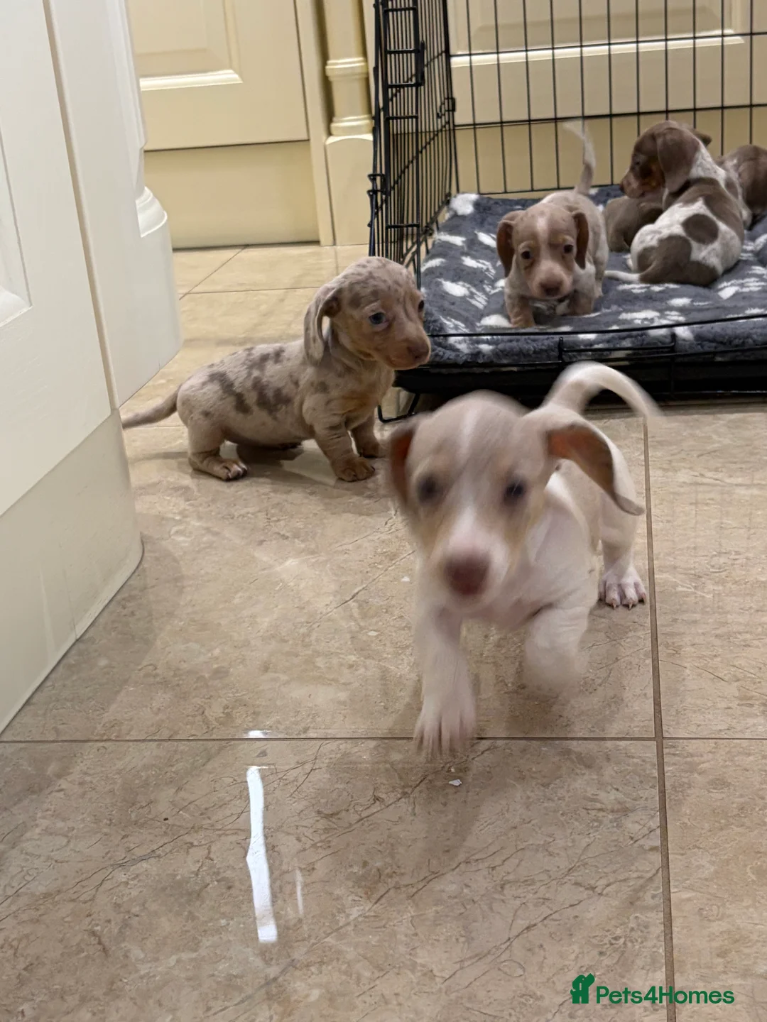 Miniature Dachshund dogs for sale: Miniature dachshund puppies for sale  - Advert 12