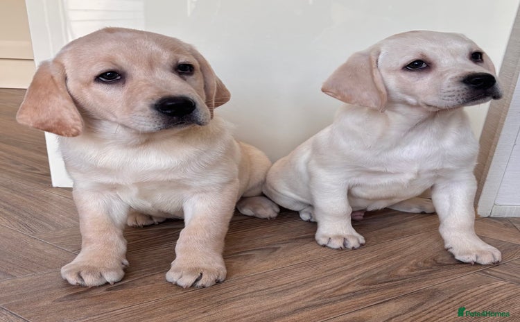Labrador Retriever dogs Traditional english show type labrador puppies  - Advert 14