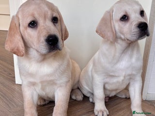 Labrador Retriever dogs Traditional english show type labrador puppies - Advert 7