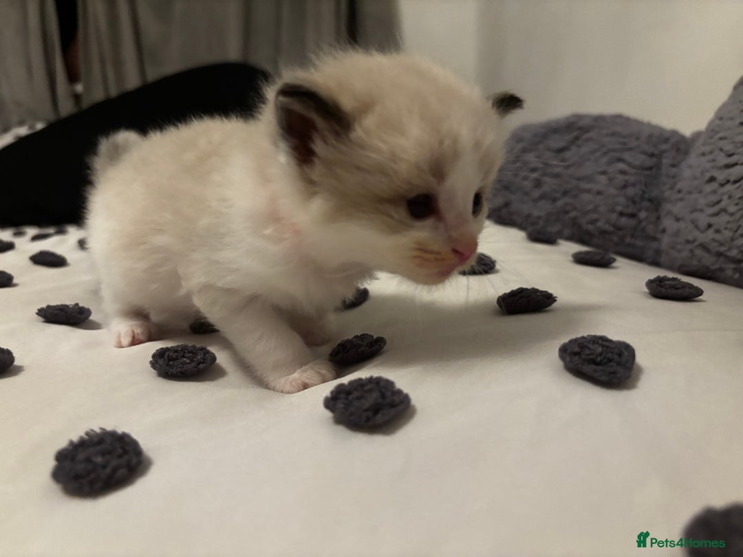 Ragdoll cats for sale: Ragdoll kittens  - Image 23