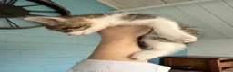 Mixed Breed cats for sale: 7 gorgeous mixed breed kittens  - Advert 5
