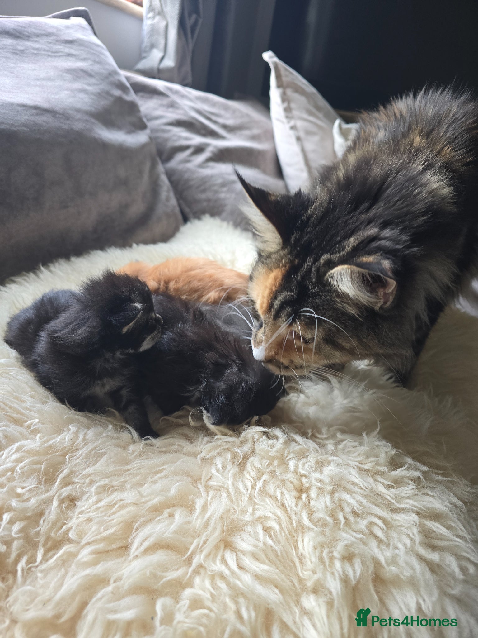 Maine Coon cats READY AUGUST- Tica Maine Coons - Advert 3