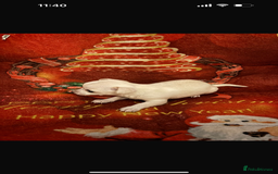 Chihuahua dogs for sale: One chihuahua boy left - Image 3