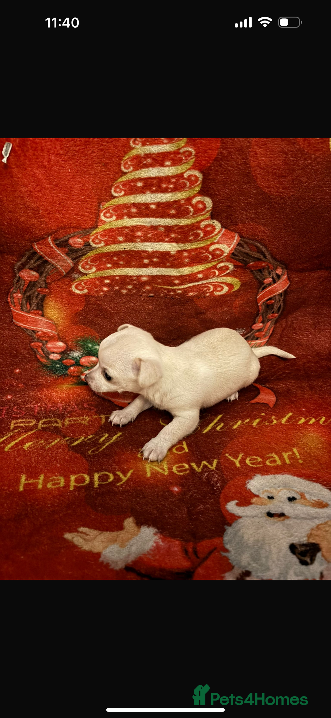 Chihuahua dogs for sale: One chihuahua boy left - Image 3