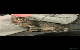 Maine Coon cats for sale: 3 cats looking for a loving home - Image 12